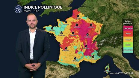 Bulletin allergo-pollinique pour mardi 29 juillet : encore des risques avec le vent