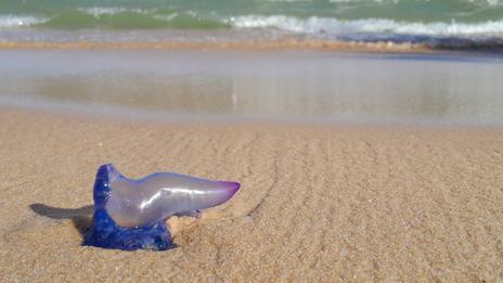 Invasion de physalies : ces méduses toxiques qui forcent la fermeture des plages françaises