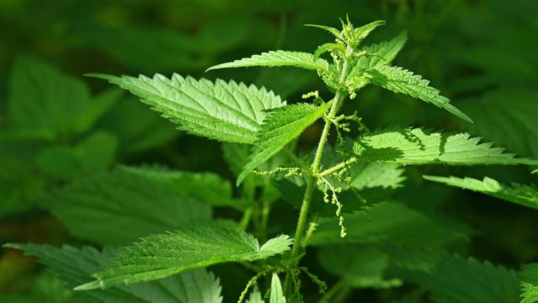 Pollen d'urticacées : des allergies jusqu'à la fin de l'été