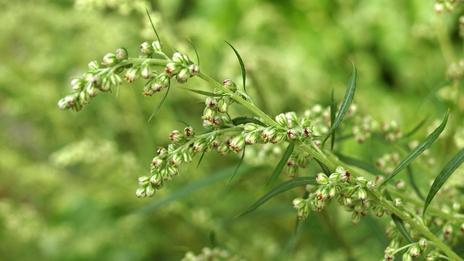 Allergie au pollen d’armoise : un ennemi tardif de l’été