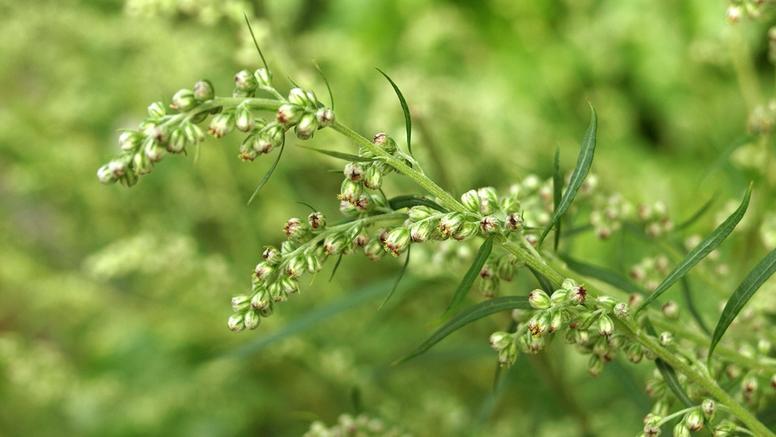 Allergie au pollen d’armoise : un ennemi tardif de l’été