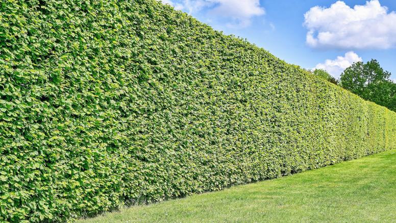 Allergies au pollen de charme : elles font leur retour dès le début du printemps
