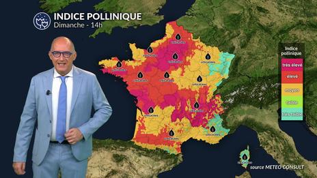 Bulletin allergo-pollinique pour le dimanche 3 août : risque allergique en hausse