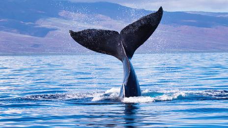 Une baleine de six mètres meurt après avoir percuté un bateau de plaisance au large du New Jersey