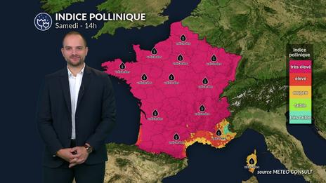 Bulletin allergo-pollinique pour le dimanche 10 août : soleil implacable et pollens en alerte dans le sud