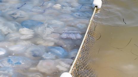 Invasion de méduses : quatre réacteurs stoppés à la centrale de Gravelines