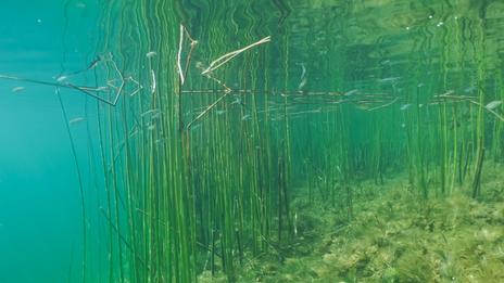 Herbiers de zostère : ces prairies marines discrètes mais vitales pour nos côtes