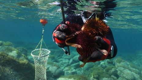 Garder vivante la pêche côtière