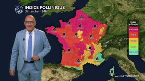 Bulletin allergo-pollinique pour le dimanche 24 août