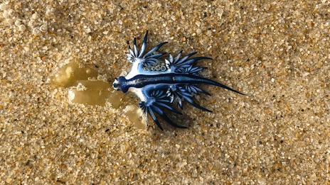 Espagne : la réapparition du « dragon bleu » entraîne la fermeture de plusieurs plages