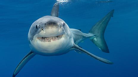 Acidification des océans : pourquoi les requins risquent de perdre leurs dents