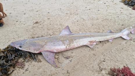 Saint-Malo : un requin échoué sur la plage du Sillon intrigue les promeneurs