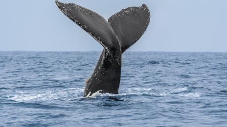 En Méditerranée, immerger les carcasses de cétacés pour mieux les étudier