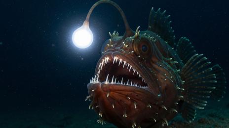 Top 5 des créatures marines les plus effrayantes