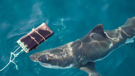 Australie : des combinaisons « anti-morsures » pour surfer face aux requins