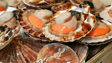 Pêche à la coquille Saint-Jacques : une règlementation stricte sous haute surveillance