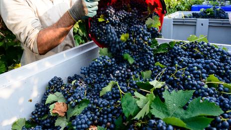 Vendanges 2025 : la météo a joué les troubles fêtes avec une très faible production