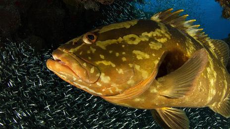 5 animaux marins qui explosent s’ils remontent trop vite