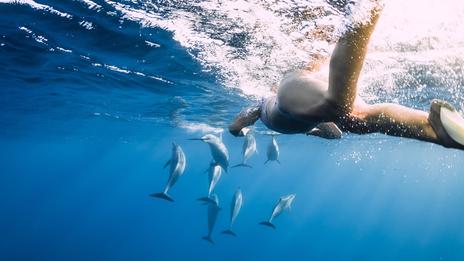 Vraie ou fausse bonne idée : nager avec les dauphins ?