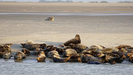 Top 5 des plages pour observer la faune marine en automne en France