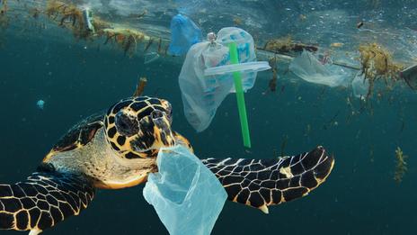 Une bombe à retardement dans nos océans : le plastique menace les écosystèmes marins