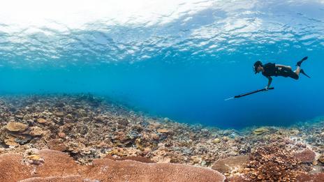Chasse sous-marine : un cadre légal renforcé… et des bonnes pratiques plus essentielles que jamais