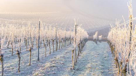Gelées en octobre : un phénomène de plus en plus rare en France