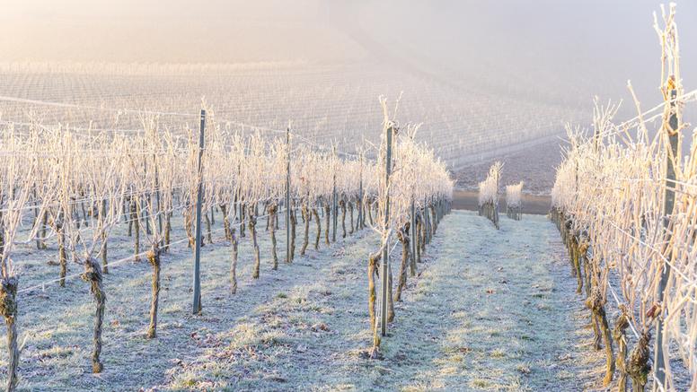 Gelées en octobre : un phénomène de plus en plus rare en France