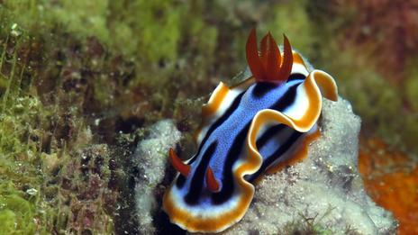 5 animaux marins lents : la lenteur comme stratégie de survie