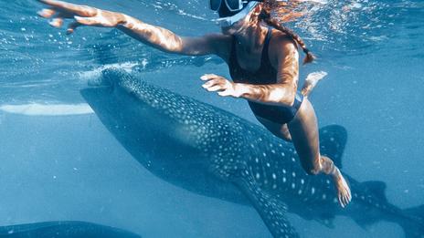 Plonger avec les requins-baleines à Djibouti : l’appel du grand bleu