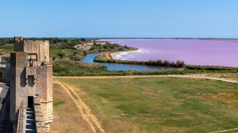 Découvrir la Camargue en automne : flamants, chevaux et lumière dorée