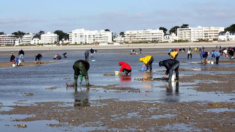 Baie de Douarnenez : la pêche et le ramassage des coquillages interdits après la détection de toxines