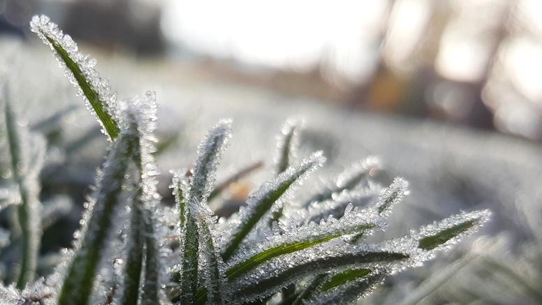 Les gelées se font attendre : moins de 10 % du territoire français concerné, une situation exceptionnelle