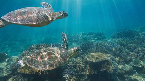 « Observons sans toucher » : en Martinique, un territoire mobilisé pour la protection des tortues marines