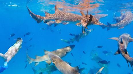 Vraie ou fausse bonne idée : nager avec les requins ?