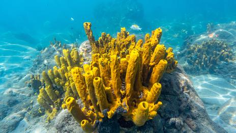A Zanzibar, l'élevage d'éponges de mer offre une bouée de sauvetage aux femmes