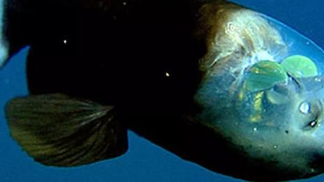 Top 5 des créatures marines aux yeux les plus incroyables