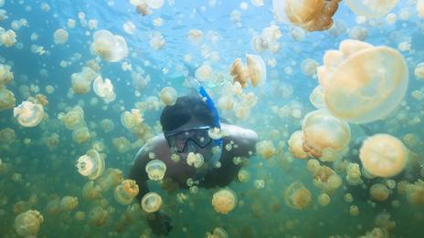 Vraie ou fausse bonne idée : nager avec les méduses ?