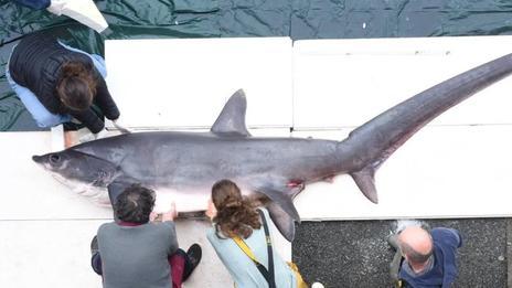 Un requin rare de plus de 4 m récupéré en Bretagne : la station marine de Concarneau mobilisée