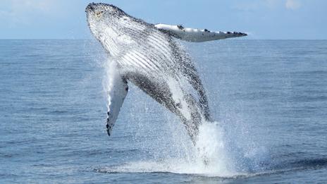 Les espèces marines visibles aussi en hiver en Europe