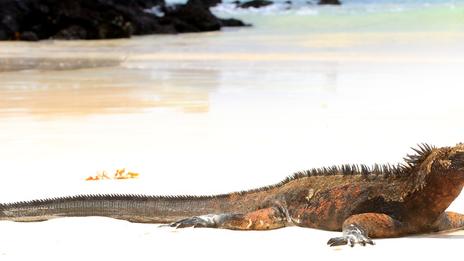 La faune des Galápagos : 4 espèces endémiques à observer pour une aventure darwinienne