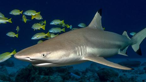 5 animaux marins qui dorment en nageant : les secrets d’un repos en mouvement