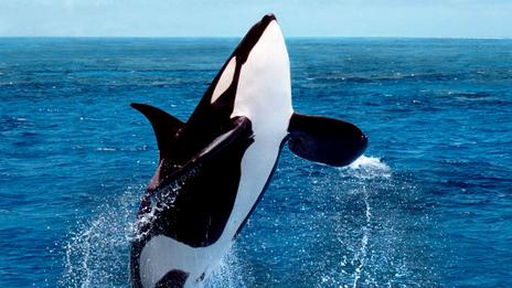 Où voir les orques en Europe en hiver ? Les hotspots à connaître