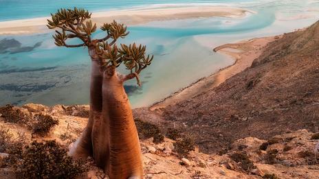Socotra : l’île hors normes qui s’ouvre au monde sans renier sa singularité