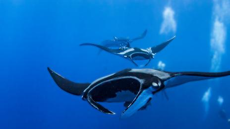 Raies manta : comprendre, observer et protéger les géantes des océans