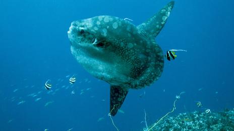 Où voir des poissons lune en France ?