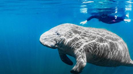 Vraie ou fausse bonne idée : nager avec les lamantins ?