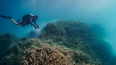 La Polynésie au cœur d’un réseau mondial d’observation de la ponte des coraux