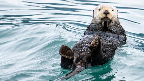 Vraie ou fausse bonne idée : nager avec les loutres ?