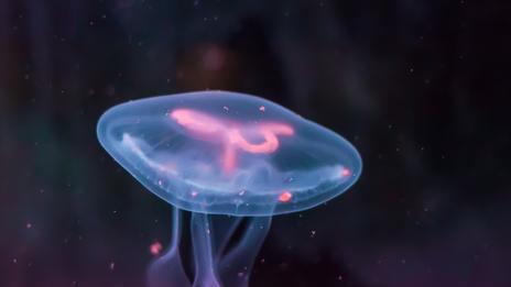 Ces poissons qui brillent : le secret de la bioluminescence